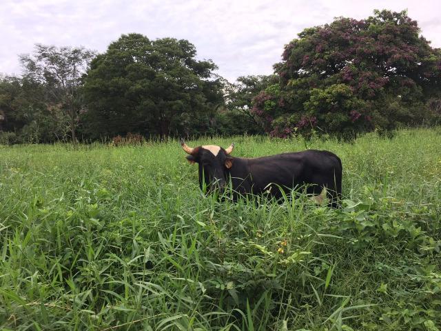 Fazenda com 980 hectares no município de Palmeirais-PI, 95 km de Teresina - Foto 7