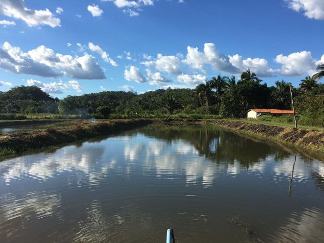 Fazenda com 980 hectares no município de Palmeirais-PI, 95 km de Teresina - Foto 8