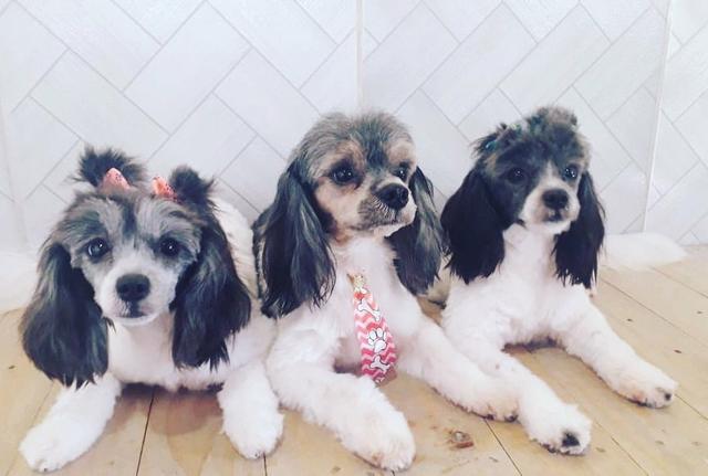 Hospedagem Pet