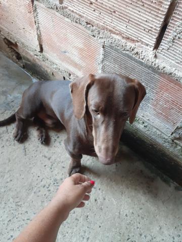 Troco salsicha por pisher - Foto 3