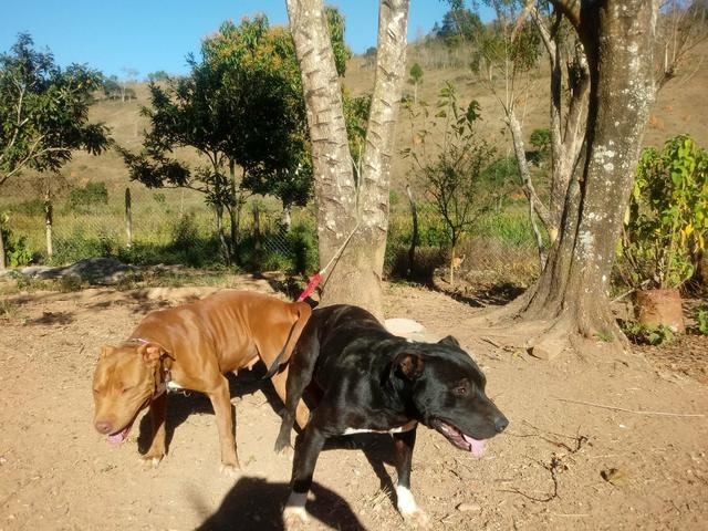 Vendo filhotes de PITBULL - Foto 3