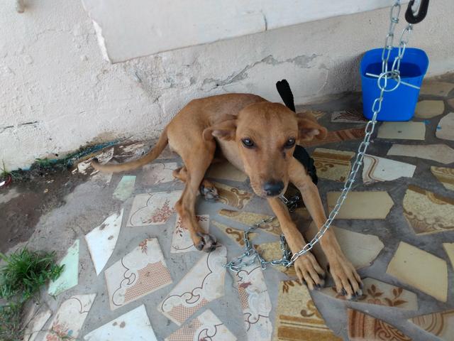 Adoção fêmea 3 meses