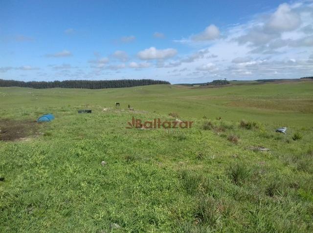 Vendo este excelente e magnífico campo, um verdadeiro paraíso, com a área de 150 hectares - Foto 7
