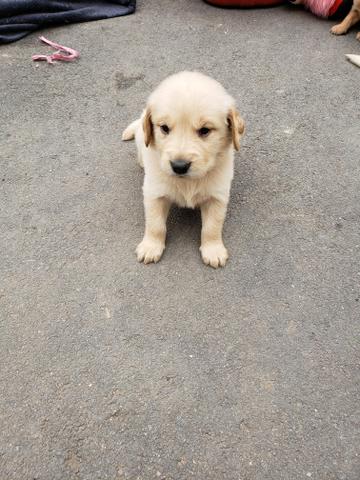 Vendo Golden Retriever PRONTA ENTREGA - ""ULTIMO"" - Foto 2