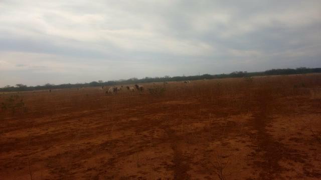 Vendo terreno em Recife de Jussara- Bahia. Contato 11- * - Foto 8