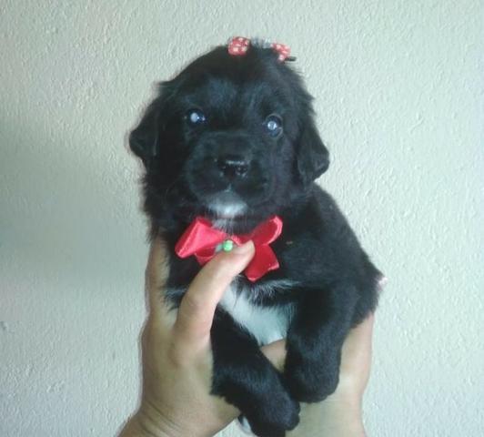 Poodle com Maltês - Foto 3