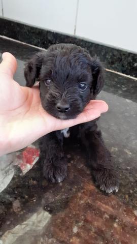 Black Friday Filhotes de Poodle n°2 Preto - Foto 4