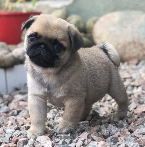 Lindos Filhotes de Pug - Foto 2