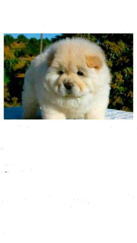 Animais - Foto 3