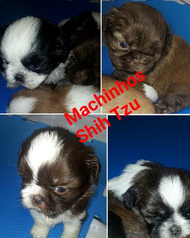 Shih Tzu Macho - Foto 2