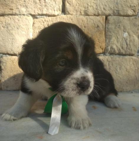 Poodle com Maltês - Foto 2