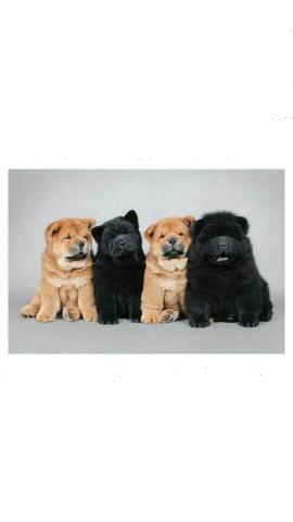 Animais - Foto 4
