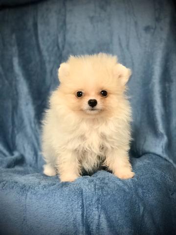 Spitz Alemão ( Lulu da Pomerania )