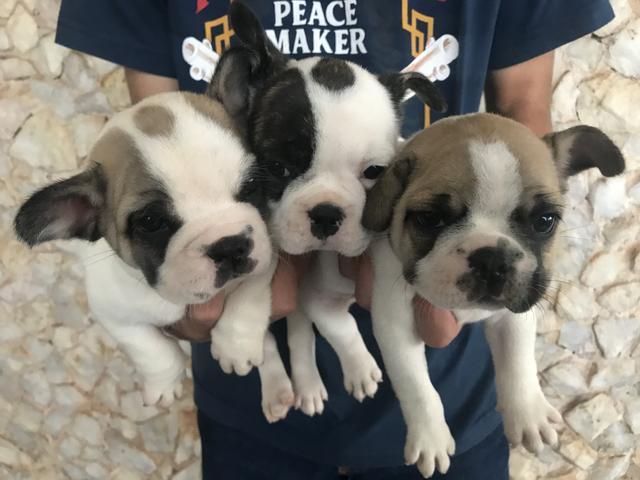 Bulldog Frances com pedigree e microchip - Foto 3