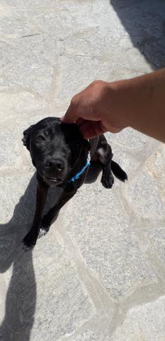 Cachorrinha para adoção - Foto 2