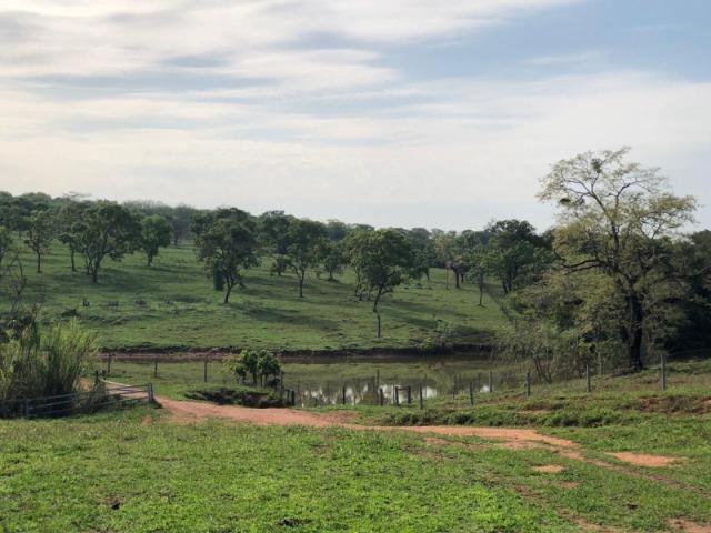 625 Alq. na Cultura | Ipameri-Goiás. Abaixo do Preço! - Foto 5