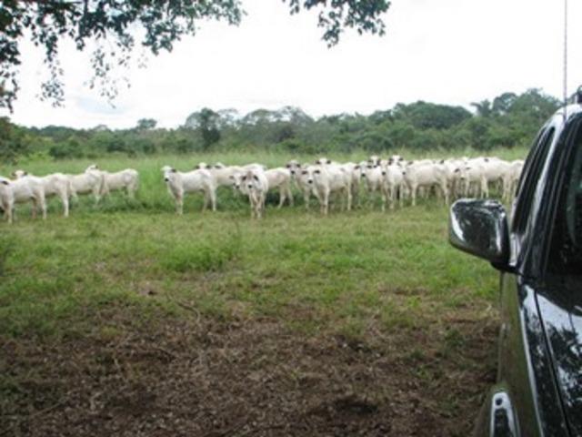 Oportunidade* Fazenda para gado no norte de Minas Gerais - Foto 6