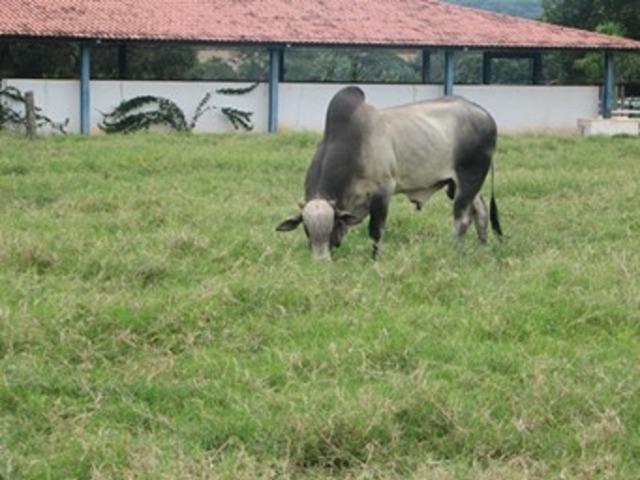Oportunidade* Fazenda para gado no norte de Minas Gerais - Foto 2