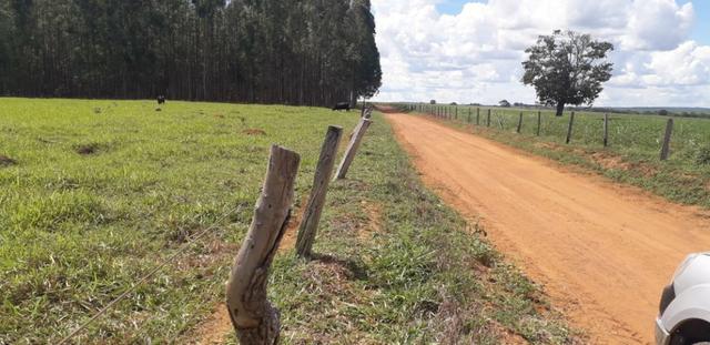Vendo Chácara com 4 alqueires em Piracanjuba aceito proposta avista - Foto 9