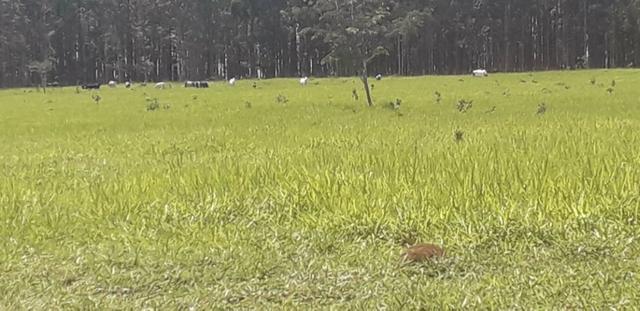 Vendo Chácara com 4 alqueires em Piracanjuba aceito proposta avista