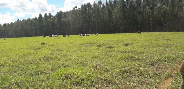 Vendo Chácara com 4 alqueires em Piracanjuba aceito proposta avista - Foto 7