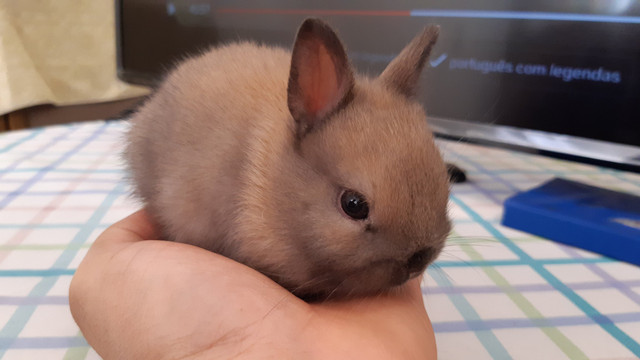 Mini Coelho anao netherlands. Instagram @davidcazzador - Foto 6