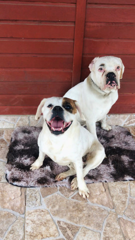 Boxer - Foto 2