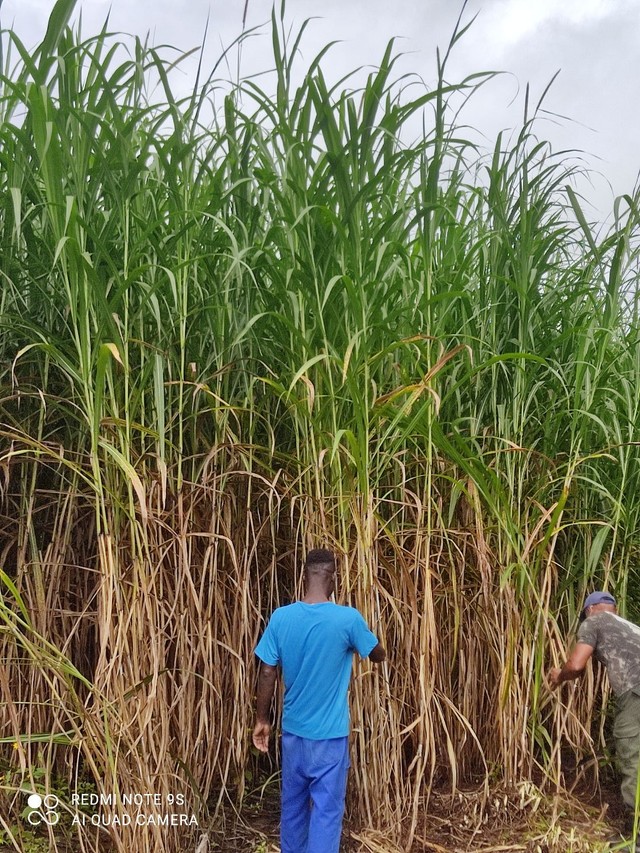 Mudas capim kurumi e capiaçu  - Foto 2