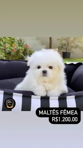 Maltês - Foto 3