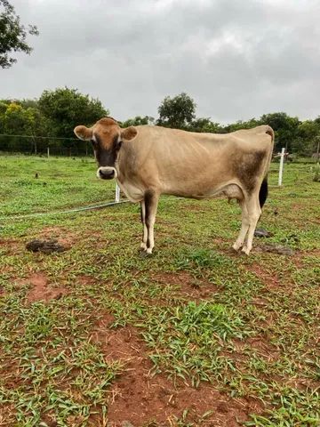 Vaca Jersey 