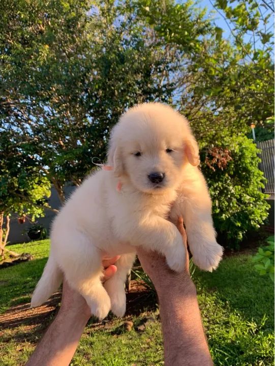 Filhote Golden Retriever - Fêmea - Foto 3