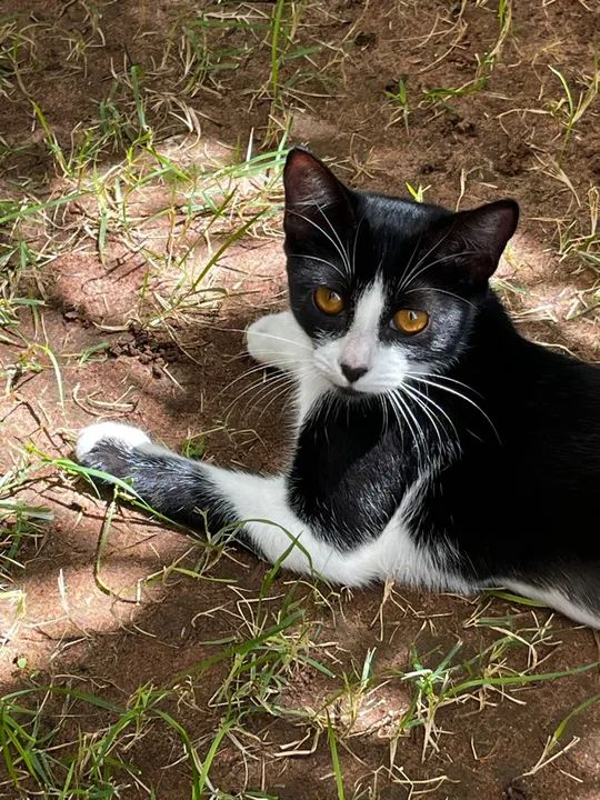 Gatinha filhote disponível para adoção 