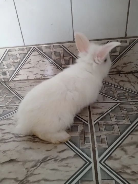 Filhotes Coelhos Mini Lion R$30,00 - Foto 4