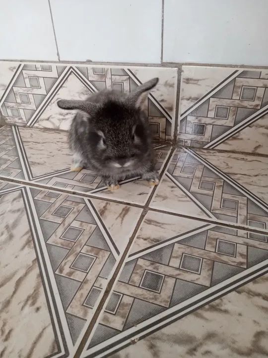 Filhotes Coelhos Mini Lion R$30,00 - Foto 6