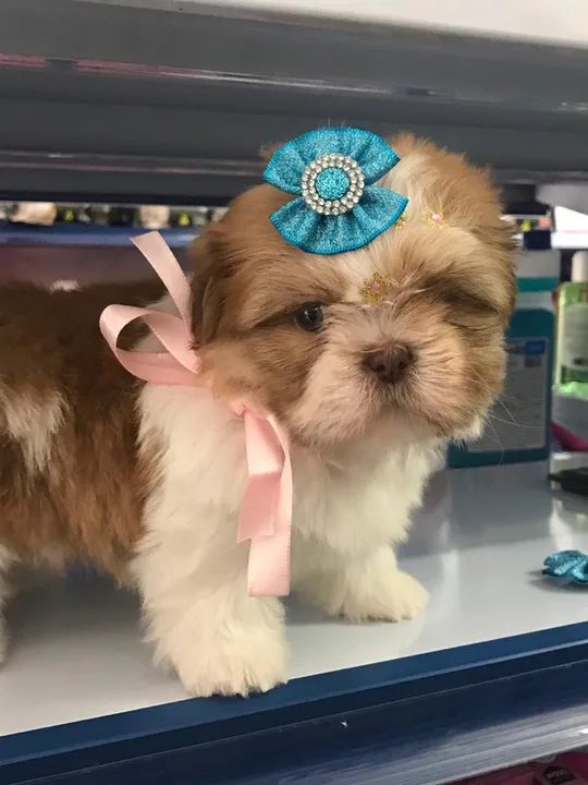 Shih tzu fêmea micro $2.500,00 - Foto 2