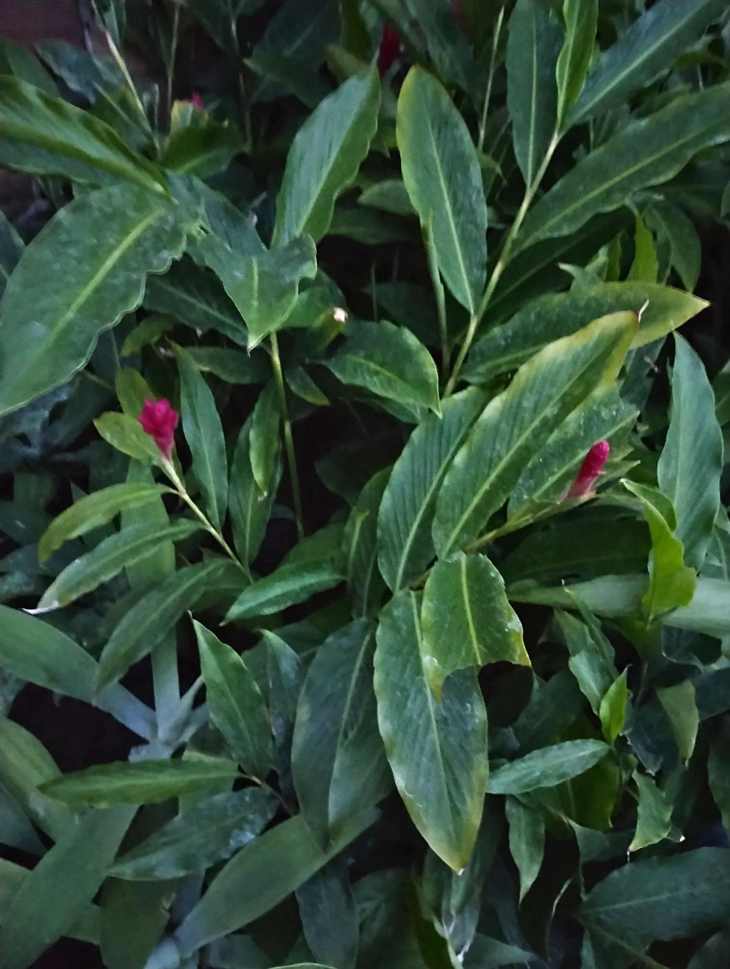 Alpinia