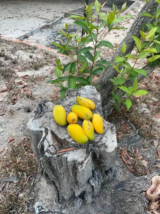 Terreno com Igarapé Av. Everaldo Martins KM 8 - Foto 12