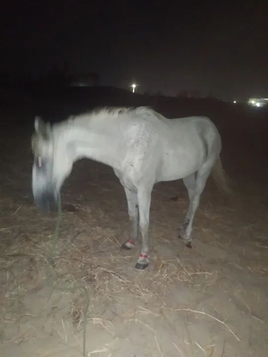 Cavalo pedrês para venda - Foto 4