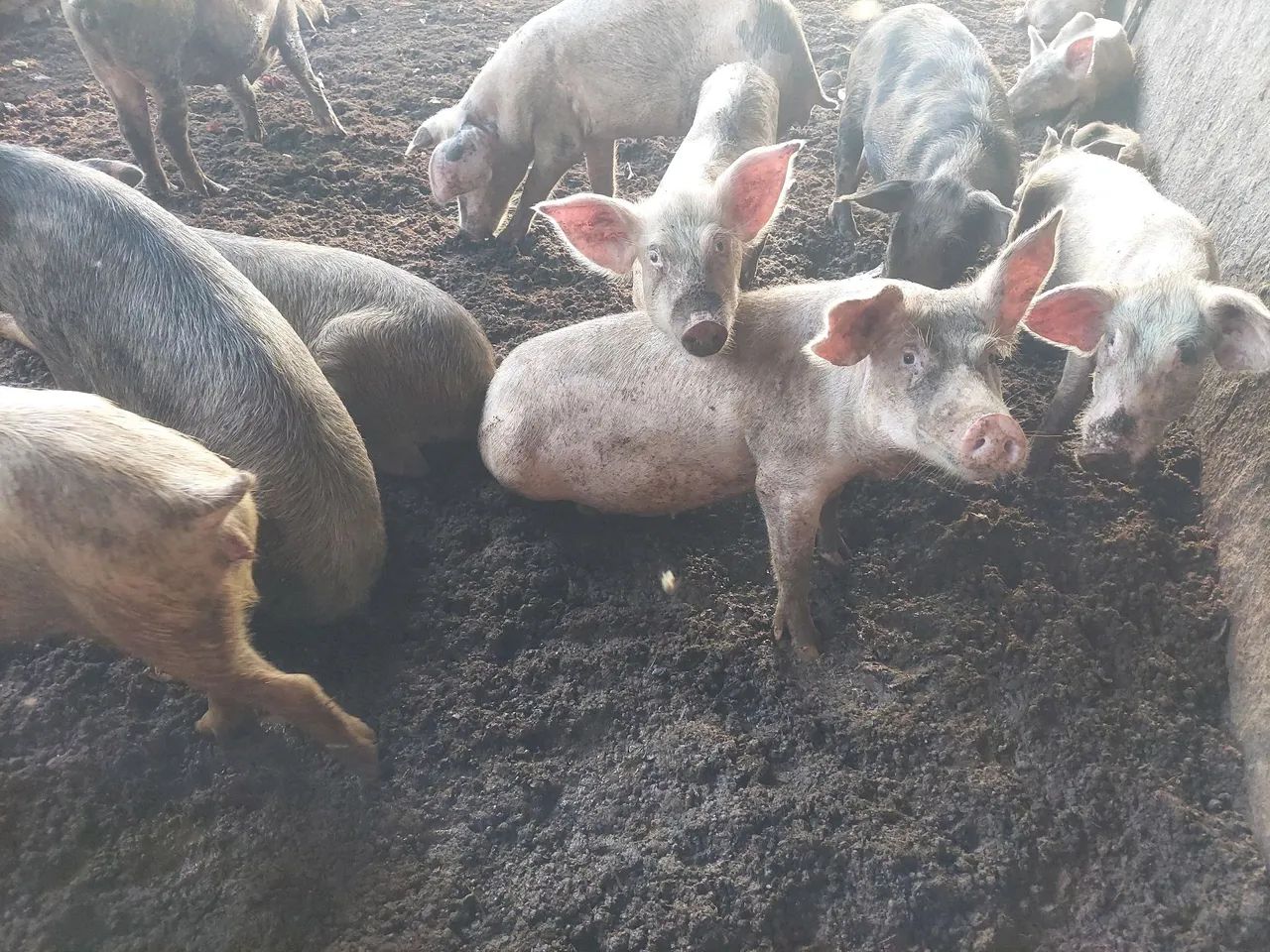 Porcos para venda! - Foto 2