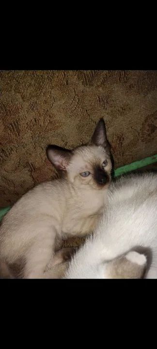 Adoção Responsável - Foto 4