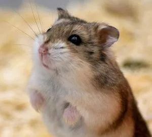Hamster anão russo 