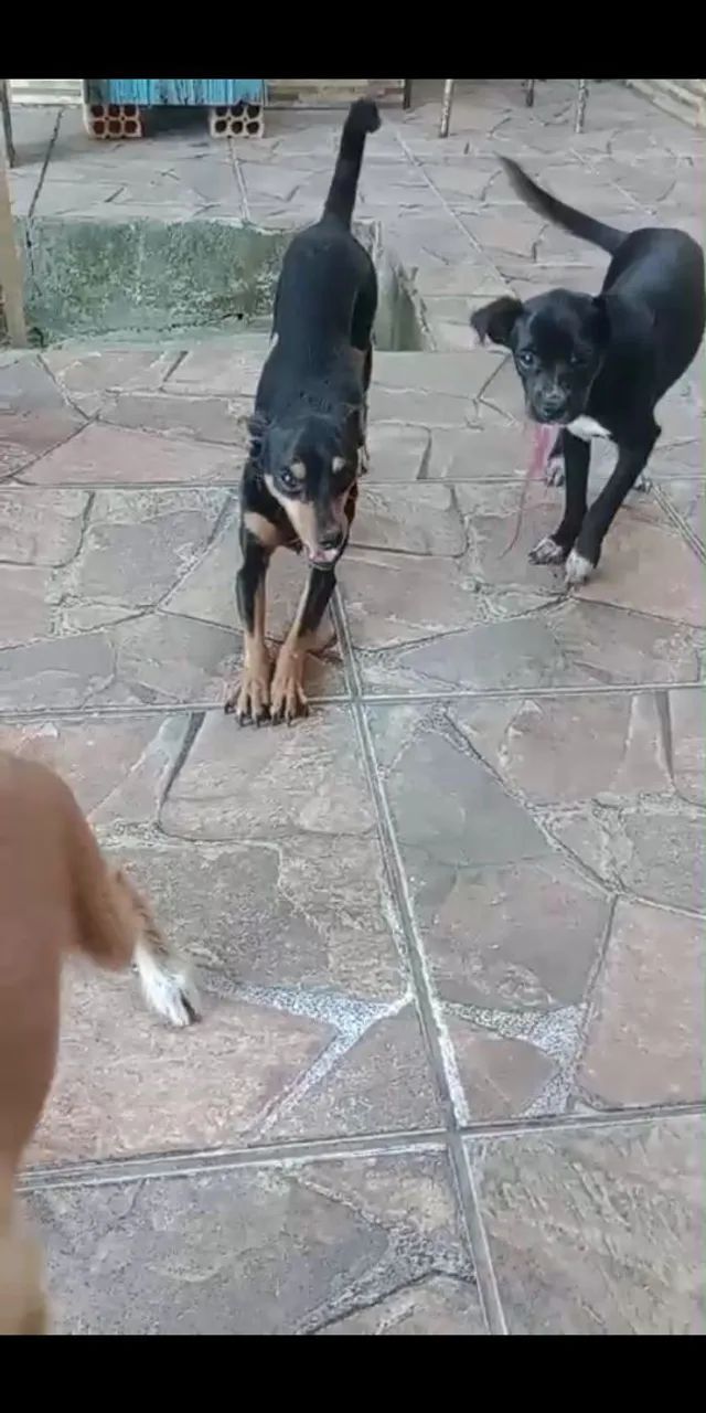 Filhotes de cachorro para adoção - Foto 3