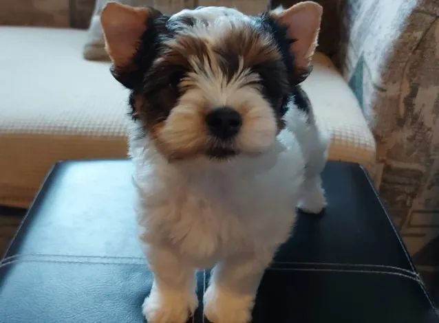 Padrão internacional? É Biewer Yorkshire Terrier!
