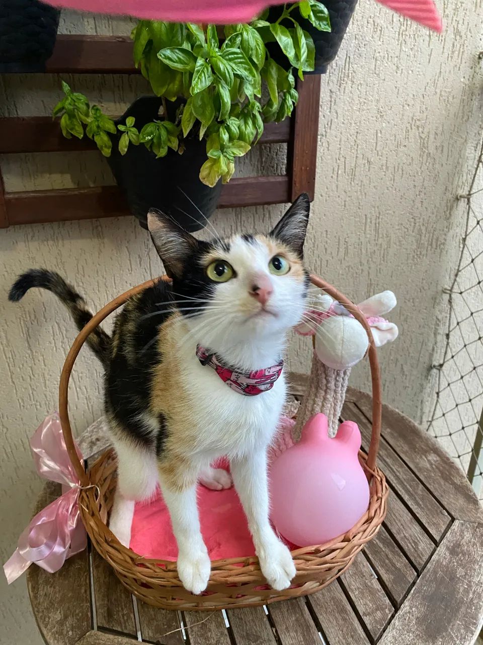 Gata fêmea linda pra doação 