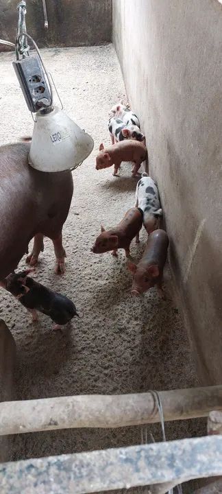 Vendo leitões carunchos.  - Foto 2