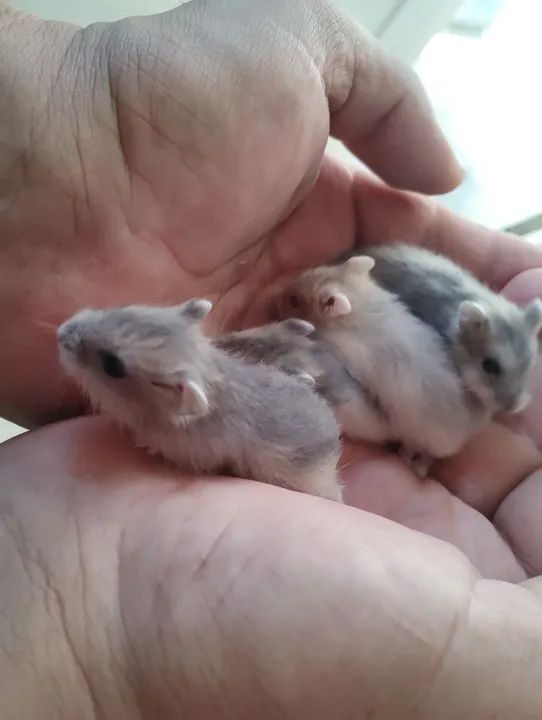 Hamster Anão Russo  - Foto 2