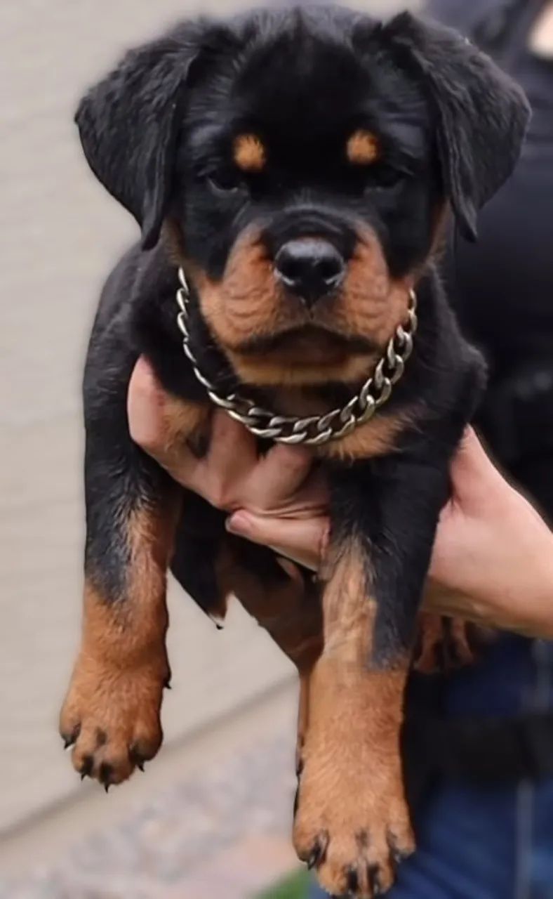 EXCELENTES E EXTRAORDINÁRIOS EXEMPLARES DE ROTTWEILER ALEMÃO CHAMA NO WHATSAPP.