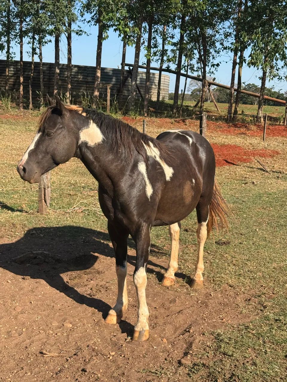 Garanhão Paint horse  - Foto 4