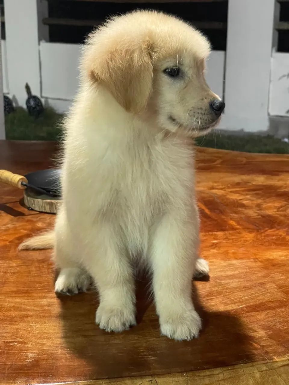 Golden Retriever  - Foto 5