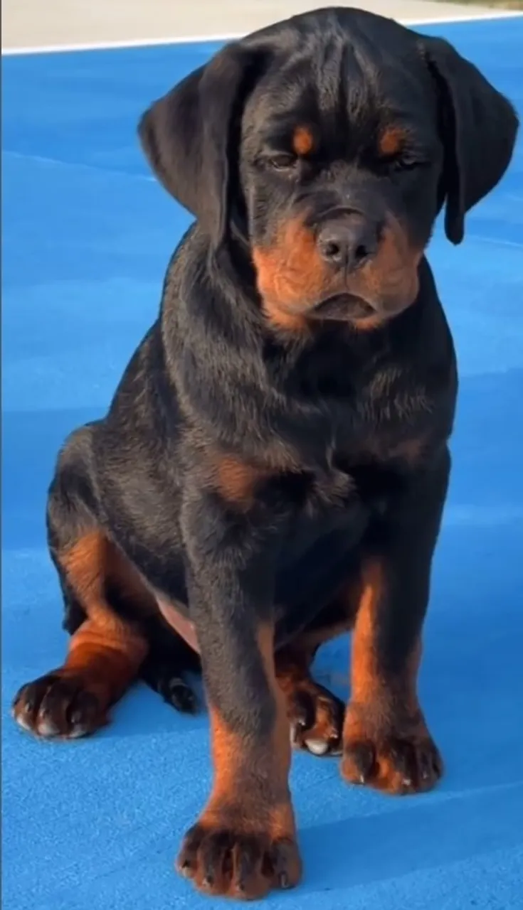 Rottweiler de Linhagem Forte - Contato pelo WhatsApp
